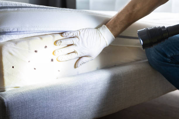 Best Mosquito Control Services  in Machesney Park, IL